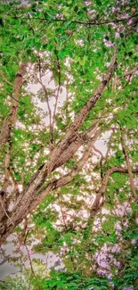 Lush green tree canopy under a bright sky.