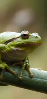 A vibrant green tree frog perched on a branch.