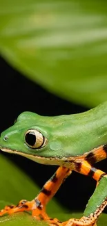 Close-up image of a vibrant green tree frog on leaves.