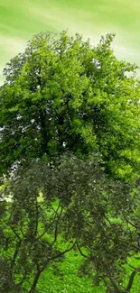 Lush green tree beneath a verdant sky.