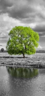 Vibrant green tree with reflection in black and white background wallpaper.