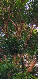 Vibrant green tree with lush foliage.