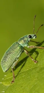 Green weevil perched on a leaf closeup.