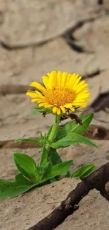 Yellow flower thriving on cracked dry soil.