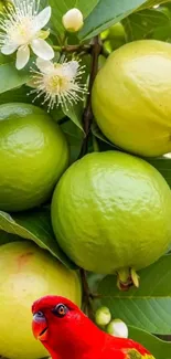 Green guavas with a red bird and white flowers.