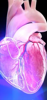 Detailed illustration of a vibrant human heart.