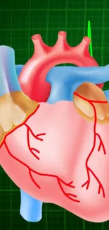 Colorful heart anatomy wallpaper with vibrant green background.