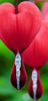 Red heart-shaped flower on green background.