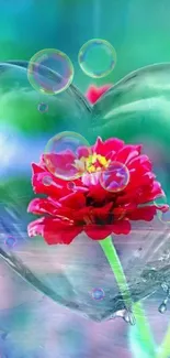 Heart-shaped water splash with a red flower on cyan background.