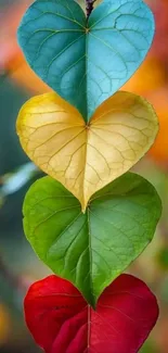 Heart-shaped leaves in vibrant colors