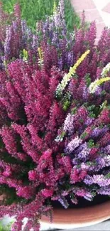 Vibrant purple and green heather flower arrangement in a garden.