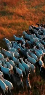 Herd of goats in a vibrant golden field at sunset, perfect for mobile wallpaper.