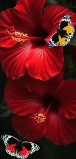 Vibrant hibiscus flowers with butterflies in a dark, natural setting.