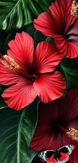 Red hibiscus flowers with a butterfly on green leaves wallpaper.