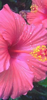 Vibrant pink hibiscus flowers with raindrops and green leaves.