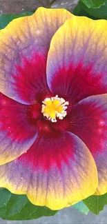 Vibrant hibiscus flower with yellow, red, and purple petals in a mobile wallpaper.