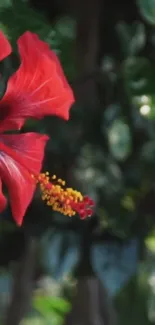 Red hibiscus flower with green background.