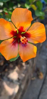 Orange hibiscus flower with green leaves background.