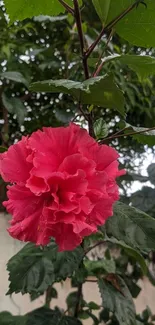 Vibrant pink hibiscus flower with green leaves, ideal mobile wallpaper.