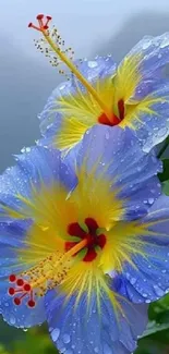 Vibrant blue and yellow hibiscus flower with dew drops.