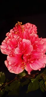 Vibrant pink hibiscus flower on dark background with green leaves.