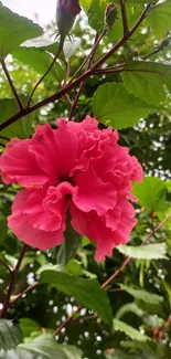 Vibrant pink hibiscus surrounded by lush green leaves.