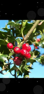 Close-up of vibrant red holly berries and green leaves.