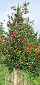 Holly tree with red berries in lush greenery.