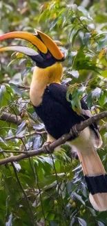 Colorful oriental pied hornbill bird in lush green forest setting.