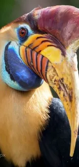 Vibrant hornbill with colorful beak and plumage in focus on black background.