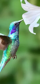 Hummingbird sipping nectar from white flower.