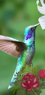 Hummingbird sipping from a white flower with colorful floral accents.