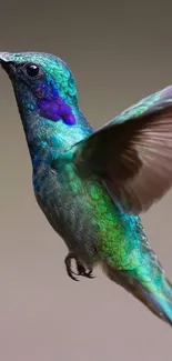 Vibrant turquoise hummingbird in flight, showing colorful feathers.