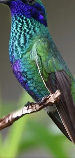 Close-up of a vibrant green and blue hummingbird perched on a branch.