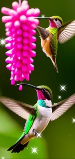 Two hummingbirds by a vibrant pink flower with green background.