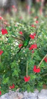 Hummingbird hovering in a garden with red flowers and green foliage.