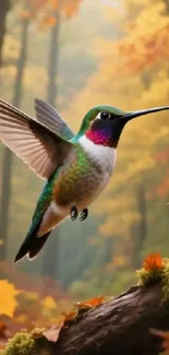 Vibrant hummingbird flying in an autumn forest setting.