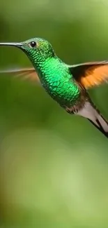 A vibrant green hummingbird mid-flight with a blurred lush background.