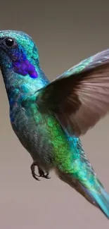 Vibrant hummingbird with colorful feathers in flight.