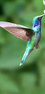 A colorful hummingbird in flight near a white flower, set against a green background.