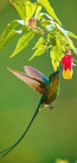 A hummingbird drinks nectar from a vibrant flower against a green background.