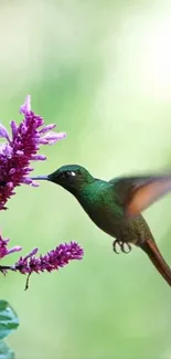 Hummingbird hovering by purple flowers on a green backdrop.