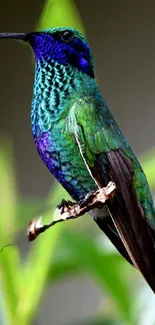 Vibrant green and blue hummingbird perched elegantly.