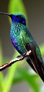 Vibrant green and blue hummingbird perched on a branch, set against a blurred background.