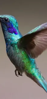 Vibrant green and blue hummingbird in flight against a blurred background.