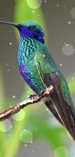 Vibrant green and blue hummingbird on branch.