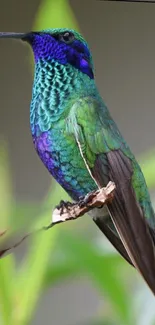 Colorful hummingbird perched with vibrant greens and purples.