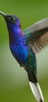 A vibrant hummingbird with colorful plumage flying against a green background.