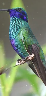 Vibrant hummingbird perched on branch with colorful plumage.