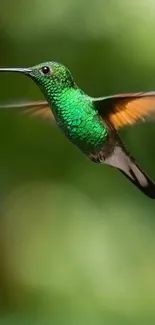 Green hummingbird flying in a lush environment.